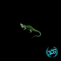 Night of the Iguana - RhythmDB