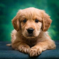 Orquesta De Perros Con Sonido De Descanso - Música feliz de la mañana & Gotas Musicales para Perros & Canciones Calmantes para Perros