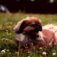 Background for Sleeping Puppies - Piano Music for Dogs Ambience