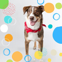 Background for Dog Therapy - Music for Dog's Ears