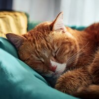Golpe De Bajo Suave - Ondas Alfa Ondulantes & Música para Relajar Felinos & En Casa con Música para Gatos