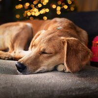 Calmar Las Melodías De La Noche Para Perros - La armonía & Lista de reproducción de música para perros & Música para Relajar Perros y Gatos