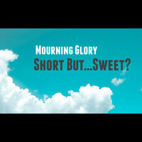 The Sensation - Mourning Glory