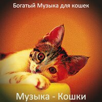 Музыка (Дрессировка кошки) - Богатый Музыка для кошек