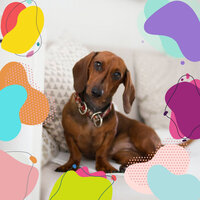 Vivacious Piano and Acoustic Bass - Vibe for Restless Puppies - Songs for Dogs to Sleep To