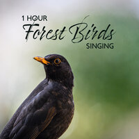 Nest of Chicks - Harmony Nature Sounds Academy