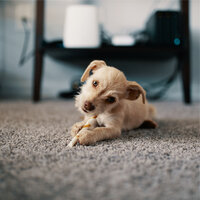 Magic Frost - Music for Dogs & Music for Calming Dogs & Calming Music for Dogs