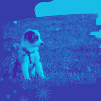 Mysterious Backdrops for Sleepy Pups - Doggy Relaxing Sounds