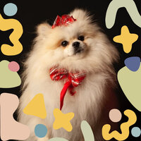 Quiet Moods for Well Trained Dogs - Songs for Dogs to Sleep To
