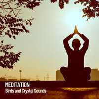 Bird Peace Contemplation - Spa Music & Meditation Collective & Brain Timbre & The Nature Soundscapes