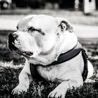 Ambience (Dog Anxiety) - Dog Calming Music Prime