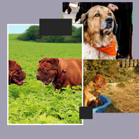 Feelings - Dog Stress - Good Dog Music