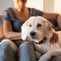 Energía Pacífica Para Mascotas - Paseo Melódico & Musicoterapia para el cuidado de mascotas mascotas tranquilas & Fuera del bosque