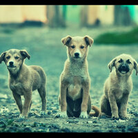 Extraordinary Quiet Dogs - Piano Music for Dogs Deluxe