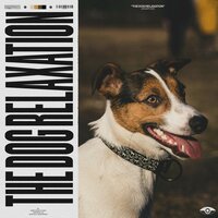 Bare Chaos - Relax My Dog Music