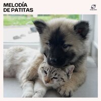 Música Calmante para Perros - Cachorros Bebes Orchestra & Musica Relajante para Perrors Colecciones & Música tranquila para perros & Canciones para Perros