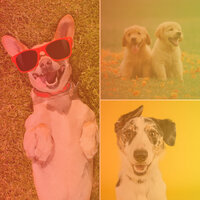Inspiring Backdrops for Treating Dox Anxiety - Music for Leaving Dogs Home Alone