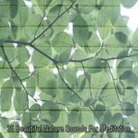 Ecology For The Brain - Outside Broadcast Recordings
