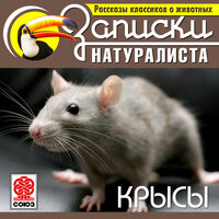 Ч. Робертс «Похождения бурой крысы». Часть 2 - Александр Котов