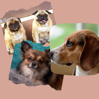 Cultured Moods for Stresssed Dog - Relax My Dog Music