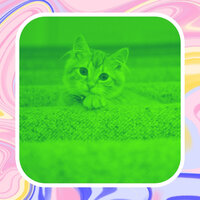Fabulous Moods for Comfy Cats - Cat Music Waves