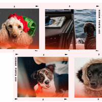 Groovy Ambiance for Dog Calming - Music for Leaving Dogs Home Alone
