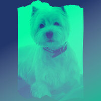 Superlative Energetic Dogs - Relaxing Dog Music Beats
