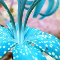 Flames and Flowers - Bubble