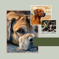 Modish Calmed Puppies - Relax My Dog Music