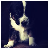 Simplistic Keys - Dog Music & Music for Dog's Ears & Dog Music Library