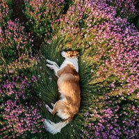 Ritmos Para Amigos Leales - Templo de la Luna & Momentos Calmantes para Perros & Música Ambiental para Perros