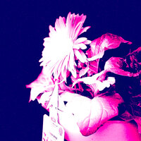 Purge Me - Nickytine