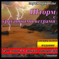 Kостра в лесу в полночь: звуки природы - Amadeus