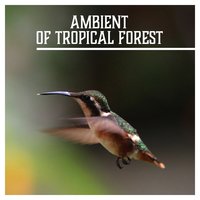 Soothing Sounds (Guitar & Frogs) - Spiritual Music Collection