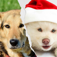 Bubbly Chillout Smooth Jazz - Vibe for Calmed Puppies - Calming Dog Jazz