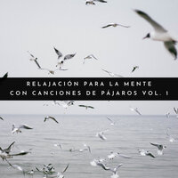 Urraca - Sonidos De Pajaros & Reiki Armonía & Música de relajación profunda