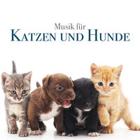 Stress Abbau - Achtsamkeit Meditationsmusik & Chinesische Musik Akademie & Chinesische Musik Akademie & Achtsamkeit Meditationsmusik