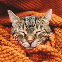 Calm Beats for Cats - Lofi Valley & Cat Music Hour & Calming Cat Music