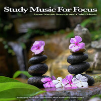 Concentration - Studying Music & Music for Focus and Concentration & Study Music for Focus
