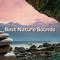 Zen Meditation (Forest Sound) - #Relaxation