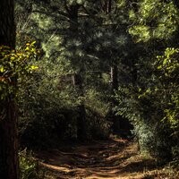 The Path of Peace - Natural Sound Makers & White Noise Therapy & Yoga Music