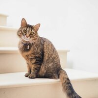 Настроения (Расслабляющие кошки) - Музыка для кошек