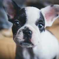 Inner Artist - Calm Doggy & Music for Dog's Ears & Relaxing Music for Dogs