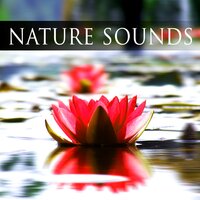 Serenity - Om Meditation Music Academy