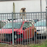 Yeah Dog - Keeskeeskees