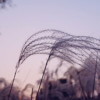 Reiki Healing - White Noise Relaxation & Sons da Natureza & Meditation