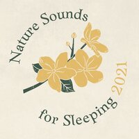 Calm Sleeping Music - Night Nick