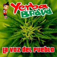 Pollerudo - Yerba Brava