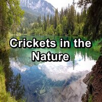 Relaxing Owls - Relaxing Music Therapy & Crickets - Tinnitus Sleep Solution & 4D Nature Recordings