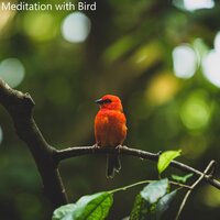 Authentic Forest Taste - Nature Sounds Relaxation: Music for Sleep, Meditation, Massage Therapy, Spa